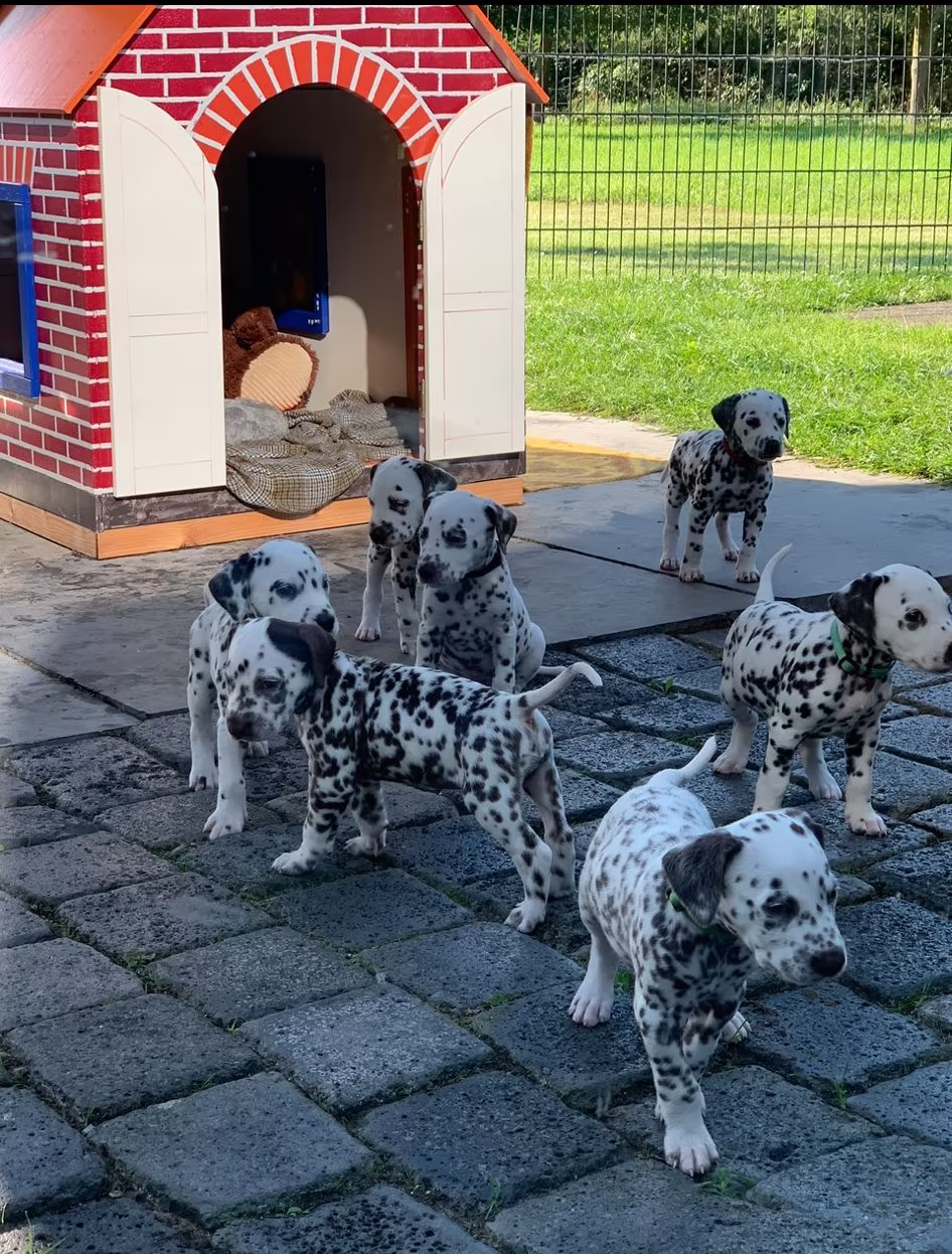 Dalmatiërpup, Hagmöll Peppers