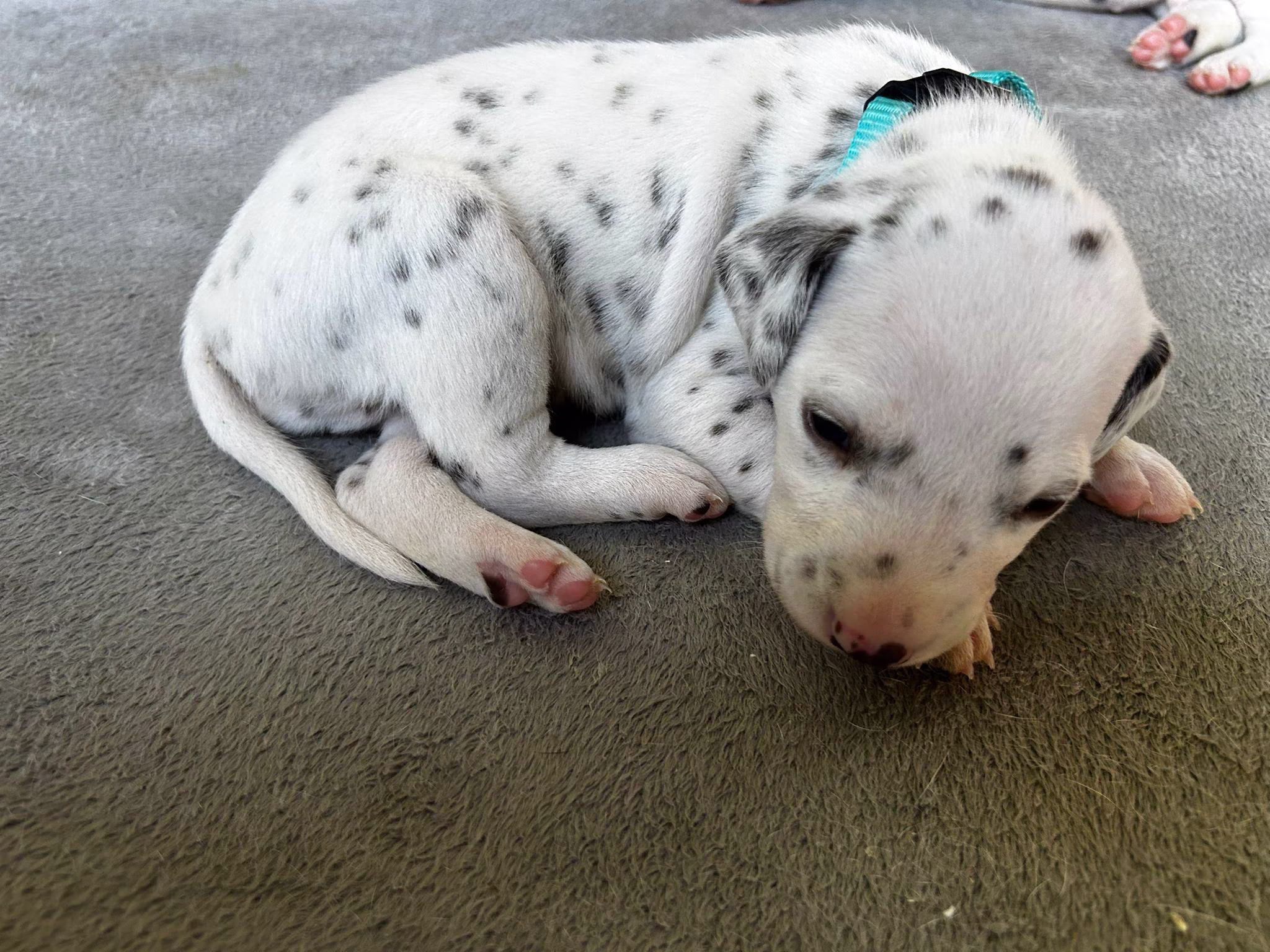 HagmolenPups foto 4