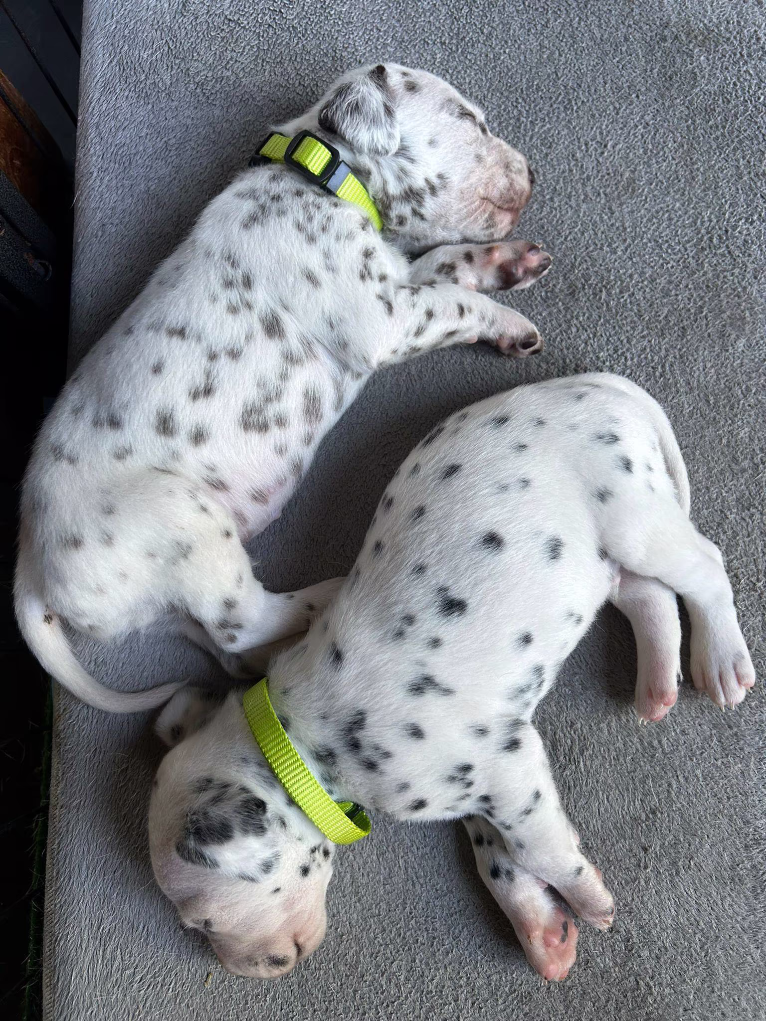 HagmolenPups foto 5