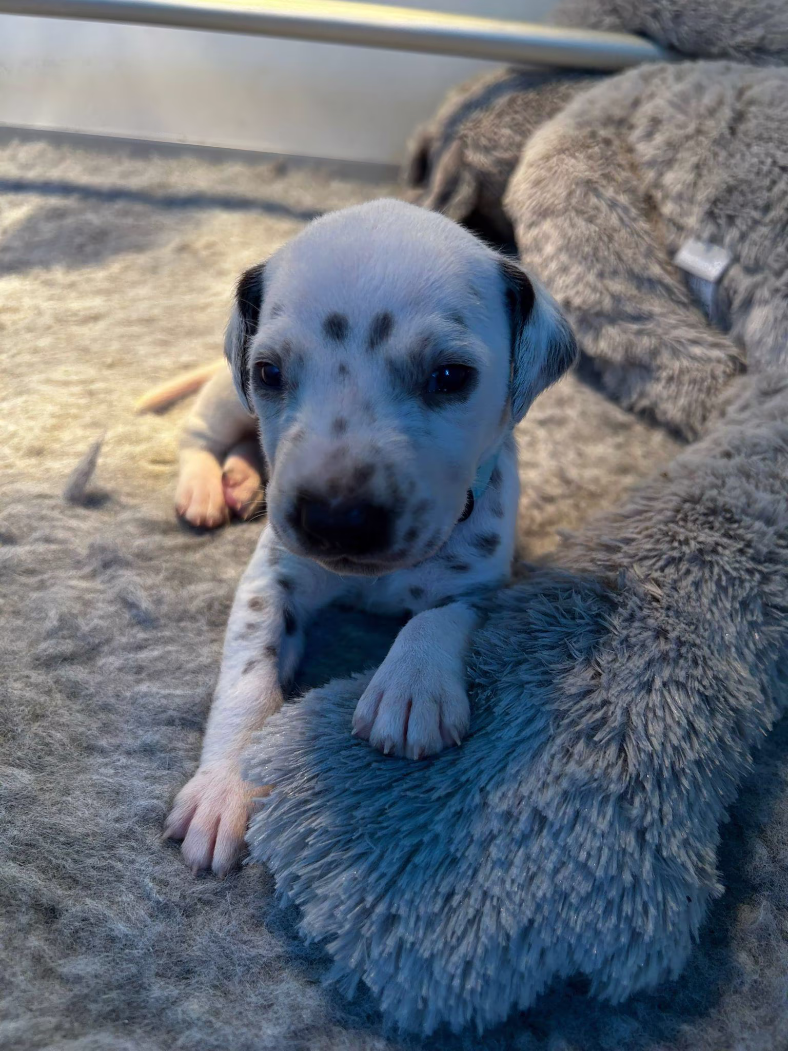 HagmolenPups foto 6